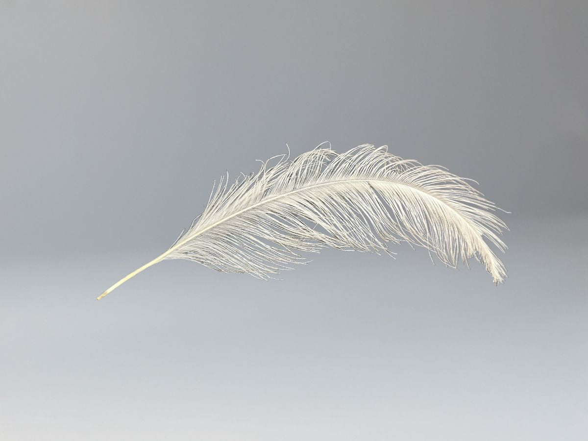 Ostrich feather