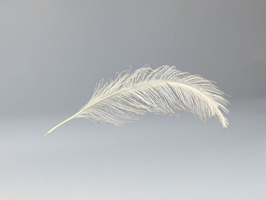 Ostrich feather