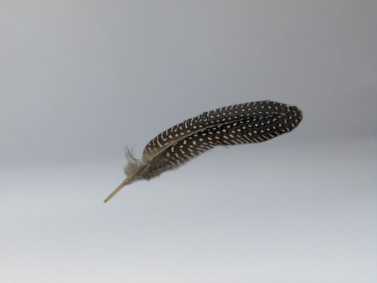 Guinea fowl feather