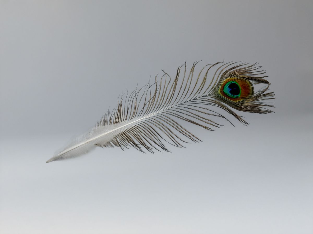 Peacock feather